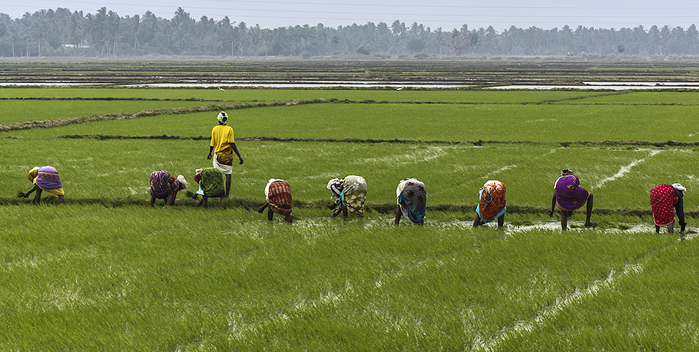 Weeding the Fields 5-Kumbakkonam